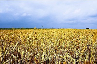 Un champ de blé