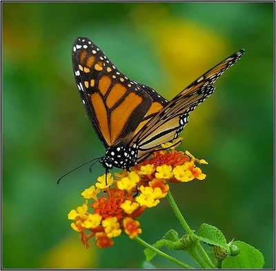 Monarch Butterfly