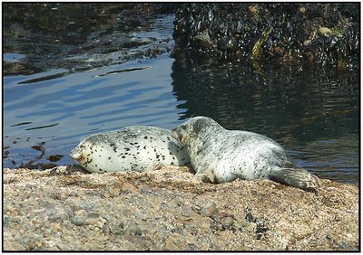 Harbor Seals  Point Lobos Ca