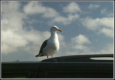 Seagull on Volvo  Point Lobos Ca