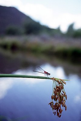 Gila River Dragon