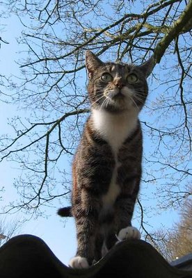 cat on a hot tin roof