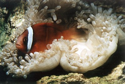 Clown Fish