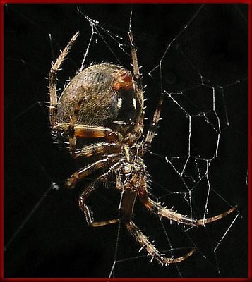 Spider on my window