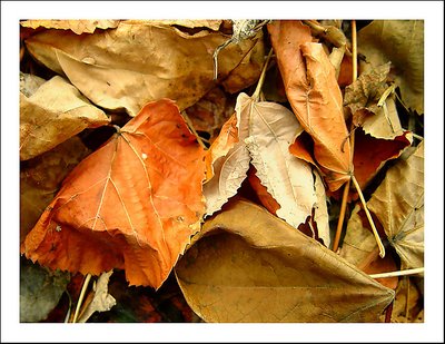 Autumn leaves