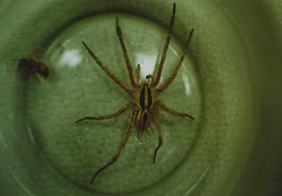 " spider 3 "