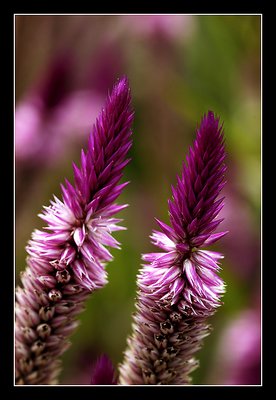 Purple Pokers