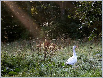 The goose at sunrise