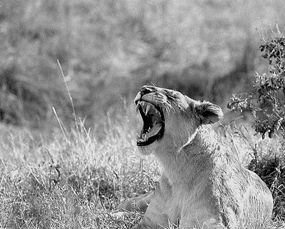 Lioness, Masai Mara 2003