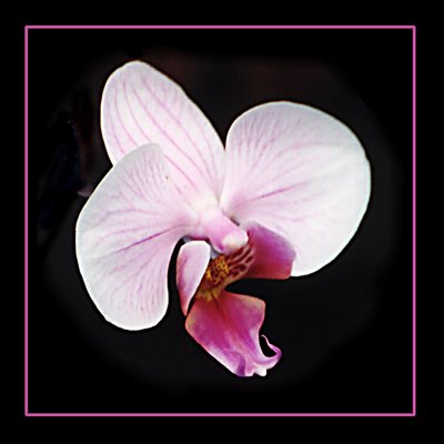 Orchid I