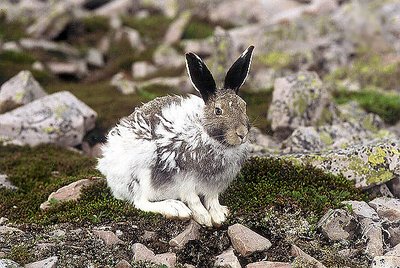 Arctic hare