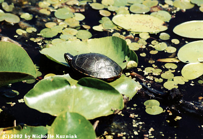 The Turtle Lily