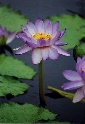 Blue Water Lily