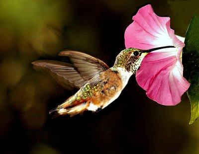 Hummingbird2