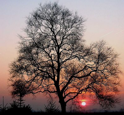 Tree and sunset