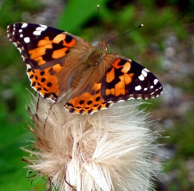 Butterfly on bed