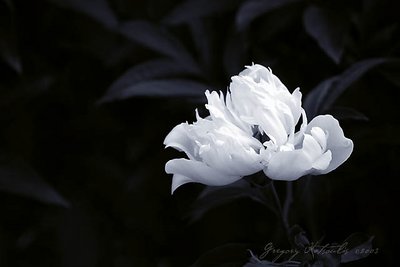 Grey Bloom