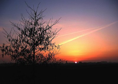 Sunset and Tree