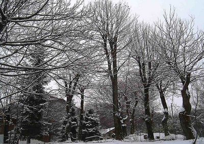 Winter trees