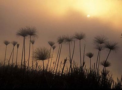 Papyrus Plants 1