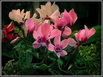 Cyclamens.