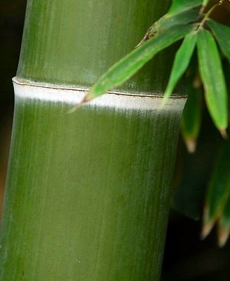 Bamboo.