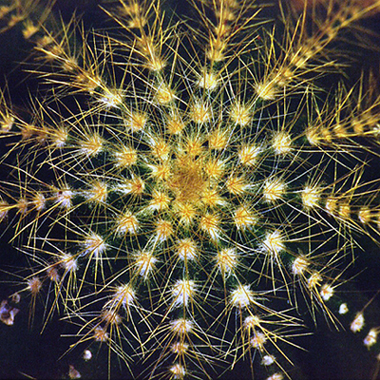 Cactus "Star" I