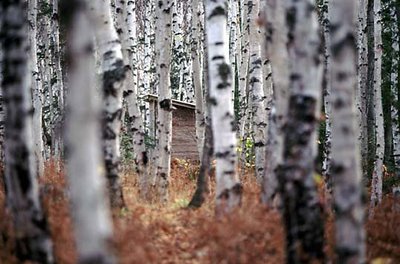 Isle Royale Outhouse in Birches