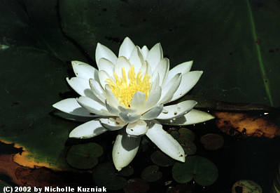 Water Lily