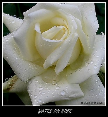 Water on rose