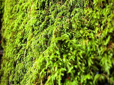 Moss on a Redwood