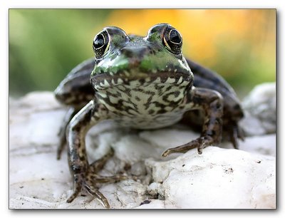 Frog on the Rocks