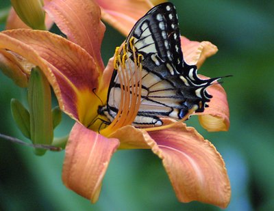 Butterfly on Tiger Lily