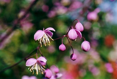 Meadow Rue