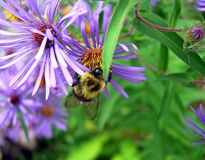 Busy Bee