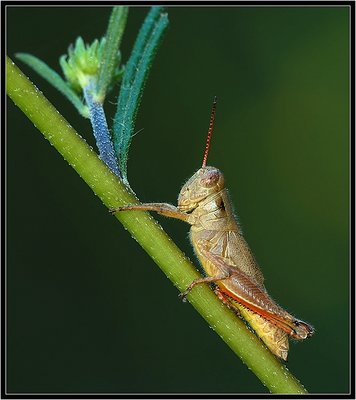 Grasshopper on Stem