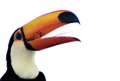 tucano