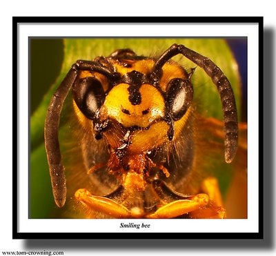 Smiling bee