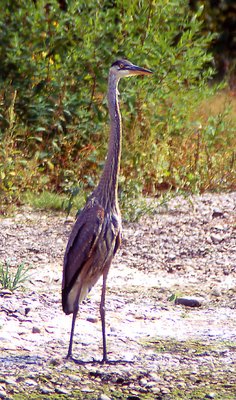 Blue Heron
