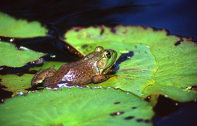 Frog in the Sun