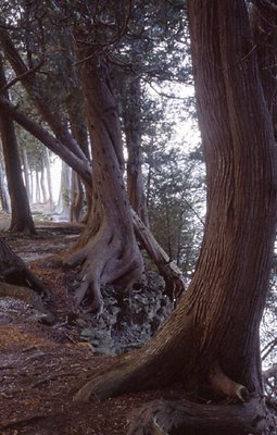 Path of Cedars