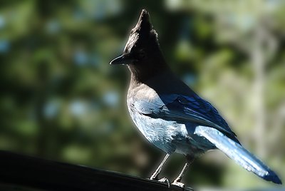 Bluejay