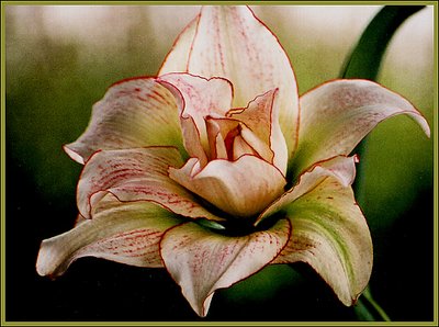 Hippeastrum2