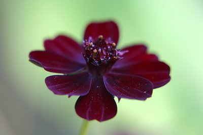 Chocolate Cosmos