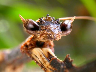 TWIG MANTIS
