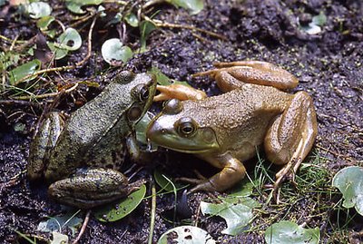 Discussion in the Pond