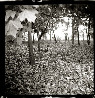 Leaves at City Park, Porto, Aug. 2002