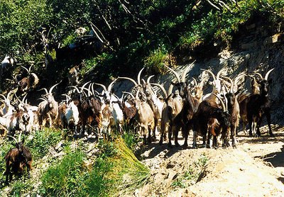 curious goats