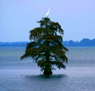 Cypress Tree