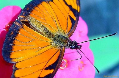 Orange lepidoptera, extreme close-up